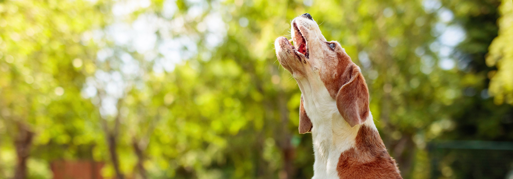 Effective Tips: How to Stop a Beagle from Barking