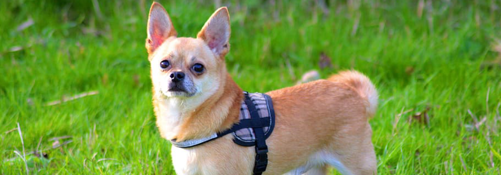 How to Stop Chihuahua from Barking: Easy & Effective Tips
