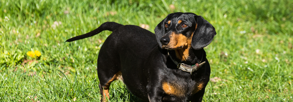 Proven Tips to Stop Your Dachshund's Barking: Quiet Dachshund Guide