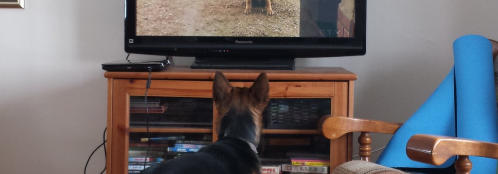 Solutions: How to Stop Your Dog from Barking at TVs