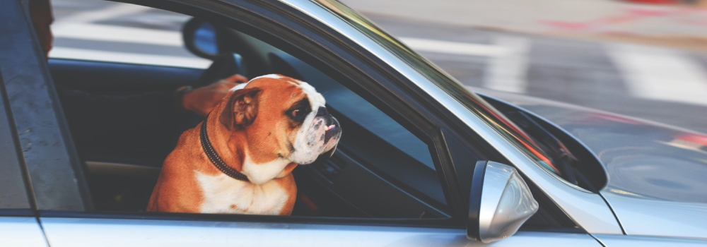 Quiet Rides: How To Stop Your Dog From Barking In The Car