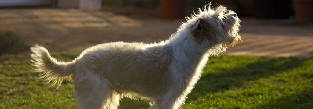 Why Does My Dog's Hair Stand Up When Barking? Discover the Reasons!