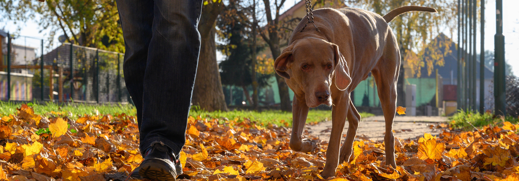 How to Stop Your Dog from Barking on Walks: Expert Tips for Peaceful Strolls