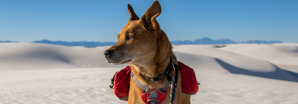 How Does a Bark Collar Work? A Guide for Dog Owners