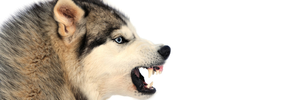 Effective Tactics: How to Get a Husky to Stop Barking