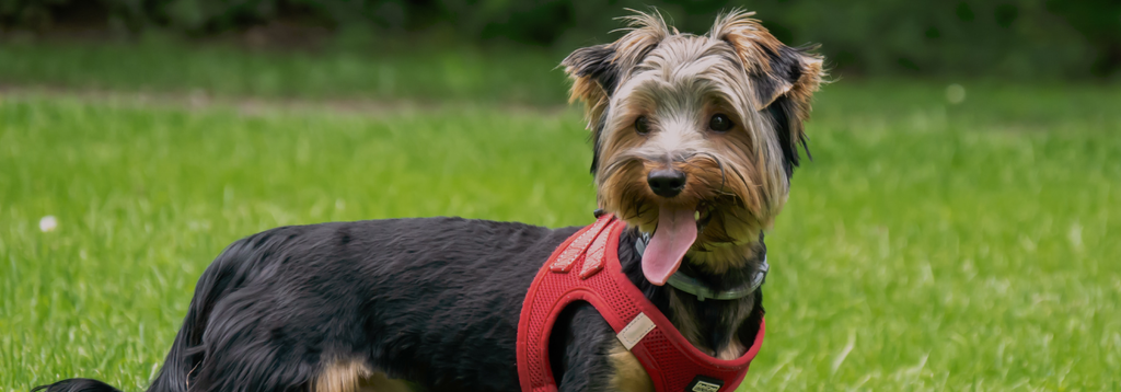 How to Stop a Yorkie from Barking: Expert Tips & Tricks